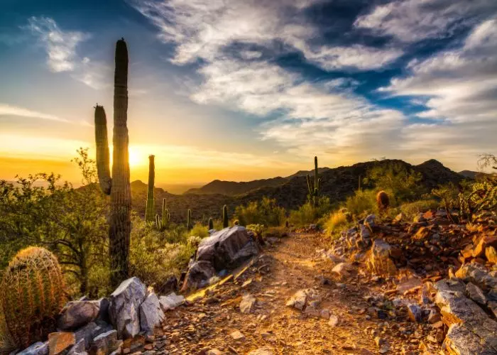 Arizona: Embracing Desert Gardening