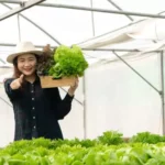 How To Grow Vegetables Indoors Without Sunlight (2024)