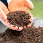 What Vegetables Do Not Like Peat Moss (2023)